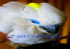 Фото Синеочковый какаду (Cacatua ophthalmica) - ручные птенцы из питомника