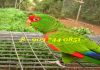Фото Красноголовый или роскошный амазон (Amazona pretrei) - птенцы выкормыши